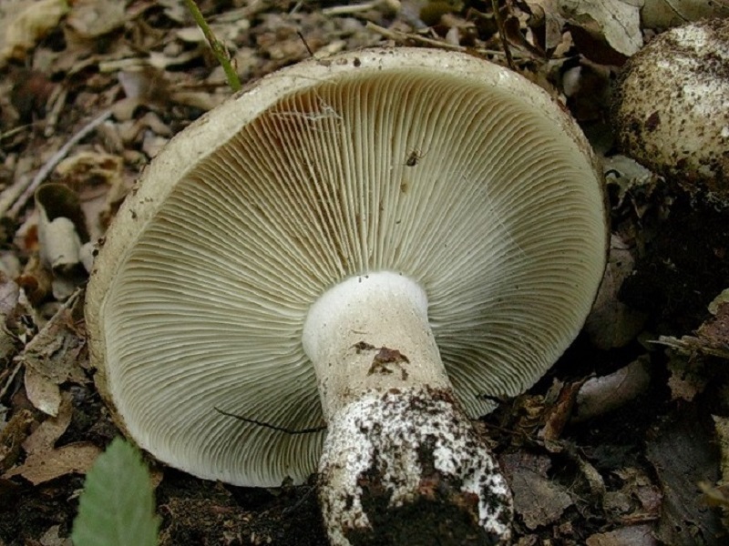 415 Agosto vecchio ritrovamento